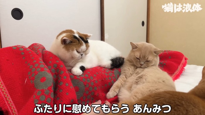 3匹の猫