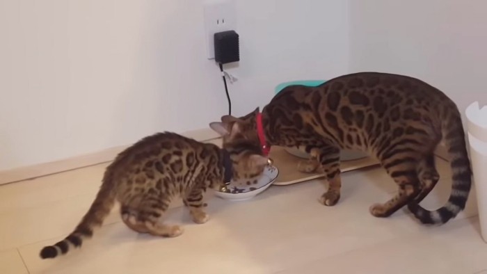 ごはんを食べる猫