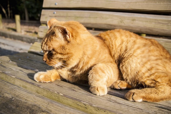 片手を立ててベンチでくつろぐ猫