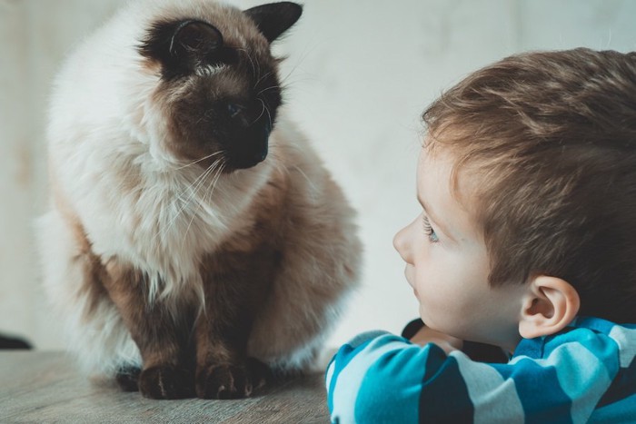 見つめ合う子供と猫