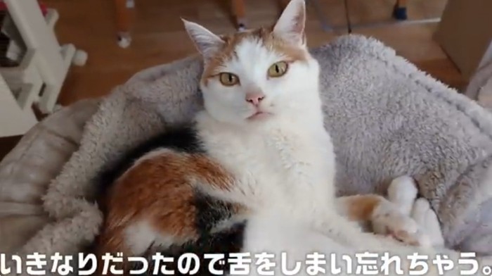 舌を出している三毛猫