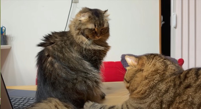身を伏せる猫と近くに座ってそれを見る猫