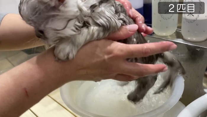 2匹目、キャッチ