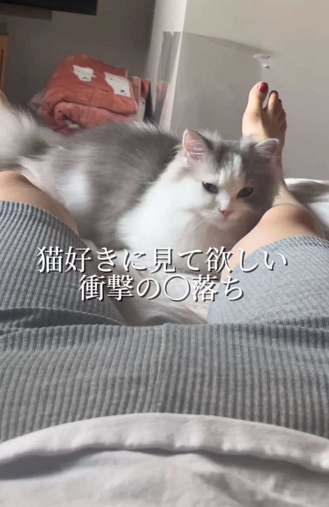 足元で待機する猫