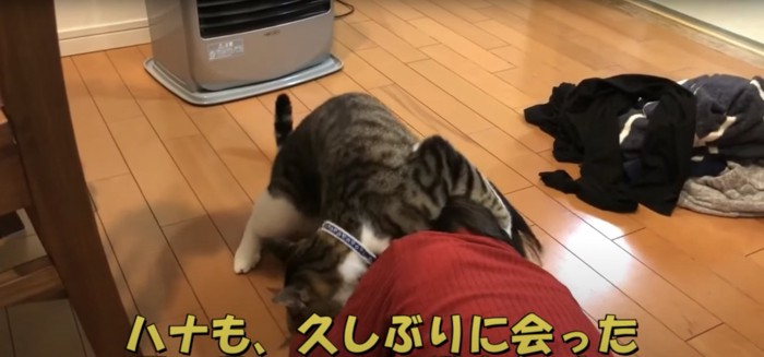 左腕を子供の頭に巻き付ける猫