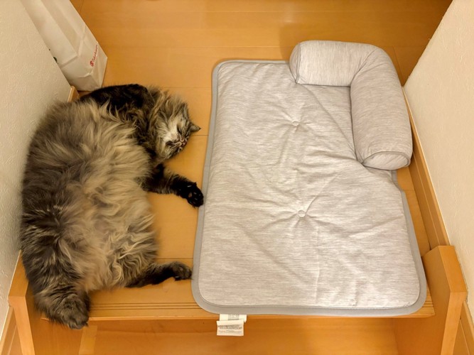 すっかりへそ天で眠る猫とひんやりマット