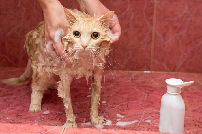 シャンプーされている猫