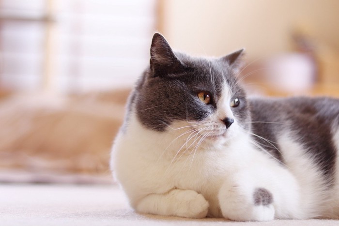 機嫌がいい猫