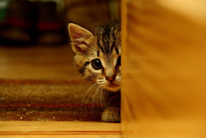 怖がる子猫