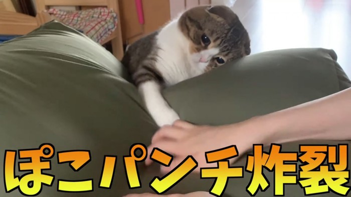 クッションの上の飼い主さんの手をパンチする猫