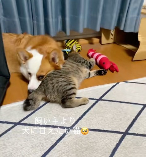 犬に甘える猫
