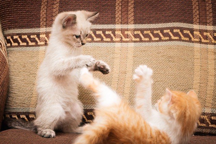 じゃれて遊ぶ兄弟猫