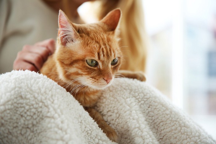 膝から降りようとする猫