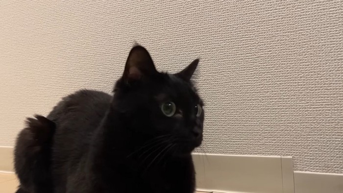 香箱座り