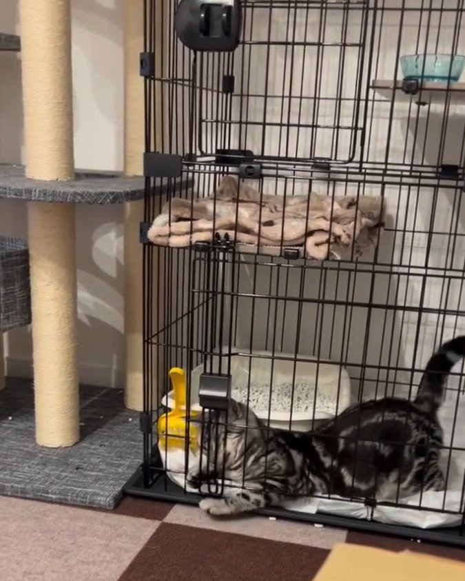 扉を噛む猫