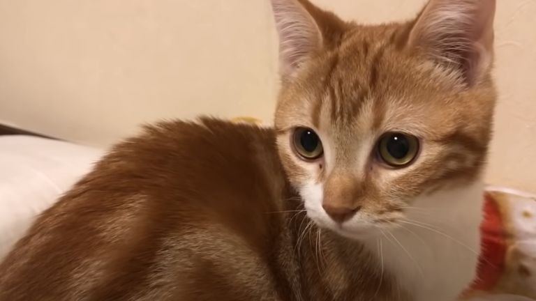 部屋の中を見つめている子猫