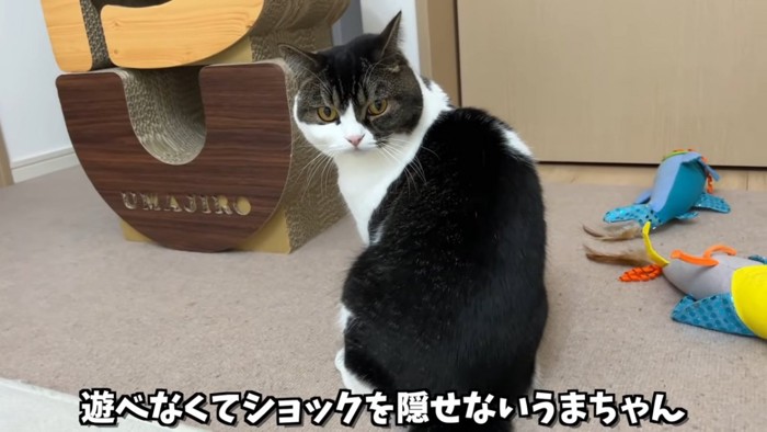 振り向く猫