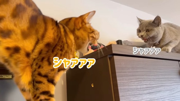 向かい合って威嚇する2匹の猫