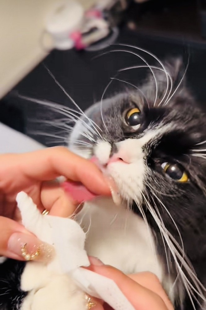 飼い主さんに歯磨きシートで歯を磨いてもらうスコティッシュフォールド