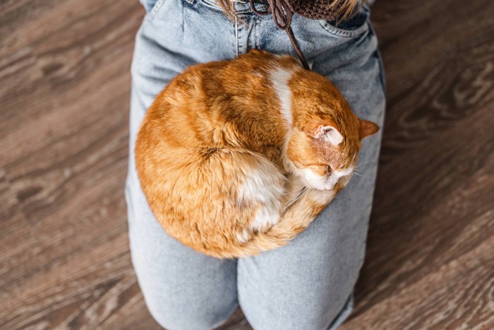膝の上で丸くなって眠る猫
