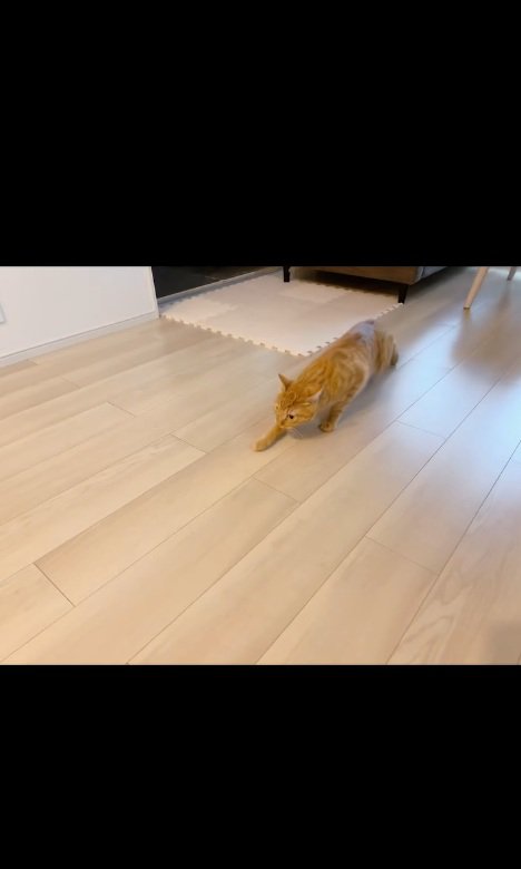 ビビる猫