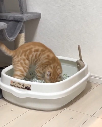 ほりほりするむぎちゃん
