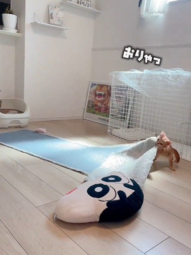 マットをくわえて引っ張る子猫