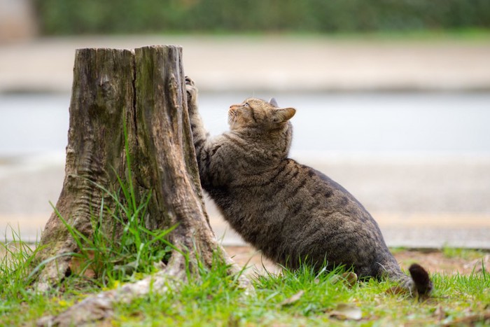 木で爪をとぐ猫