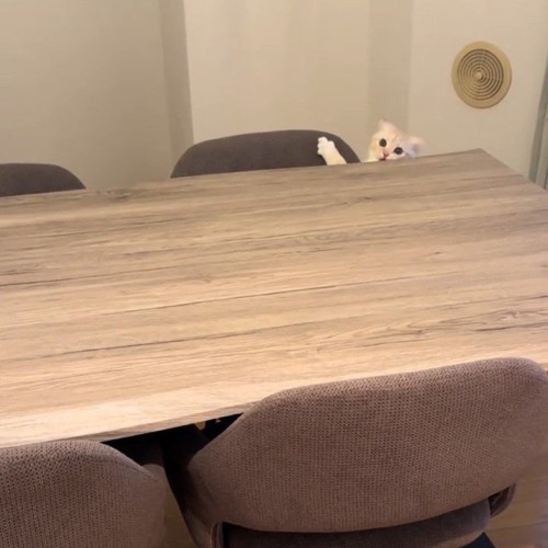 顔を出す猫