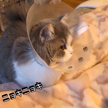 エリカラを着けた猫(ニョキニョキ)