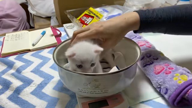 体重をはかる子猫