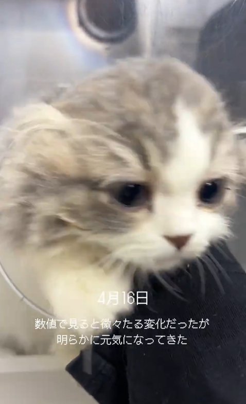 酸素室から顔を出す猫