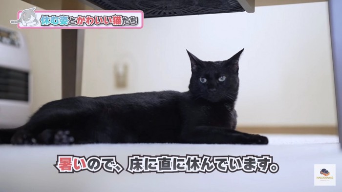 寝そべる黒猫