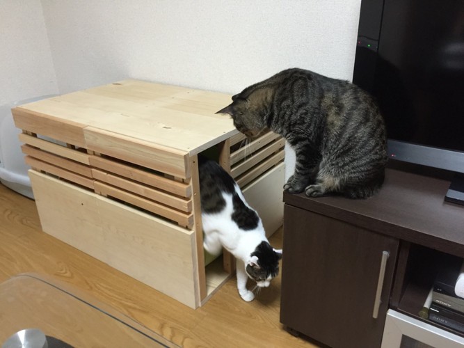 右の扉から出てくる猫さん