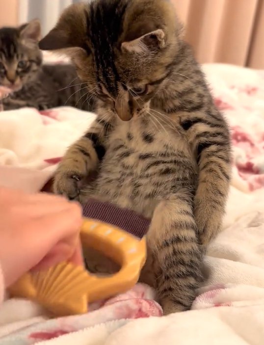 お腹の下の方をブラッシングされる猫（奥にもう一匹の猫）