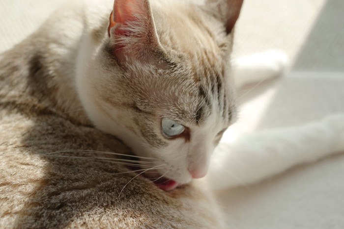 体を舐める猫