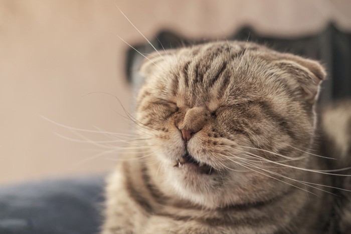 くしゃみをしそうな猫