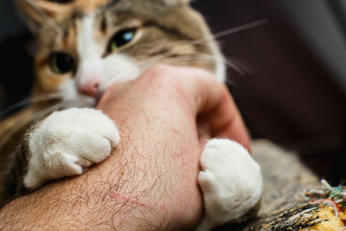 手にじゃれつく猫