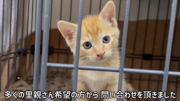 ケージの中の茶トラの子猫