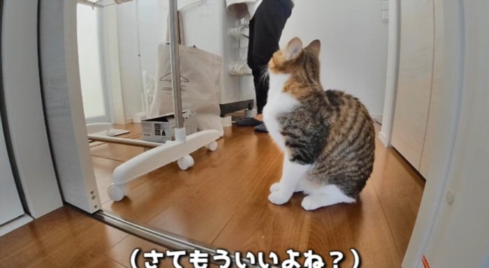 座っている猫