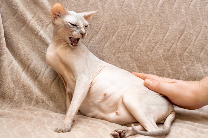 撫でられて嫌そうな態度の猫
