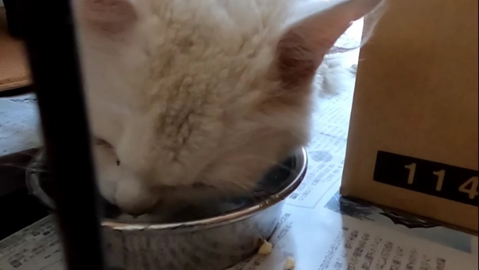 おやつを食べる猫