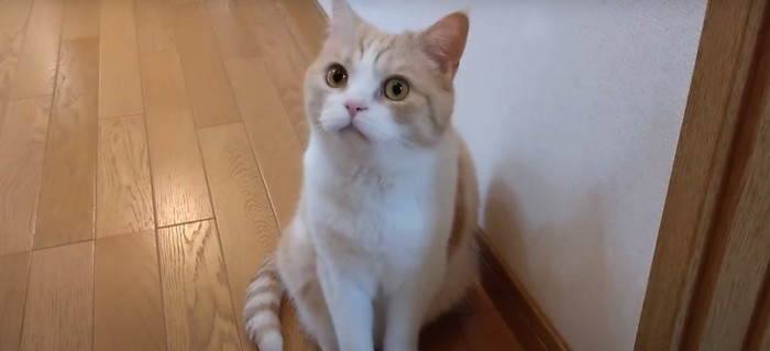 茶白猫
