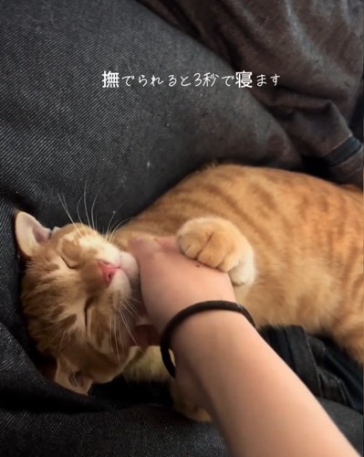 眠り始めるテトラくん