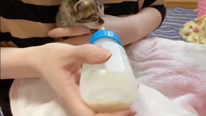 哺乳瓶から顔をそらしている子猫