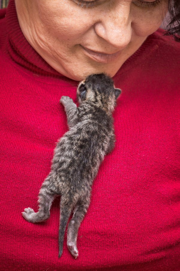 飼い主をよじ登る子猫