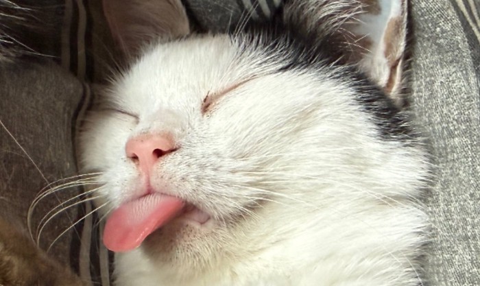熟睡する猫