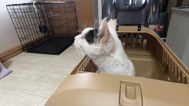 キャリーから顔を出す猫