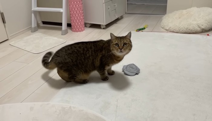 こちらを見るみにらくん