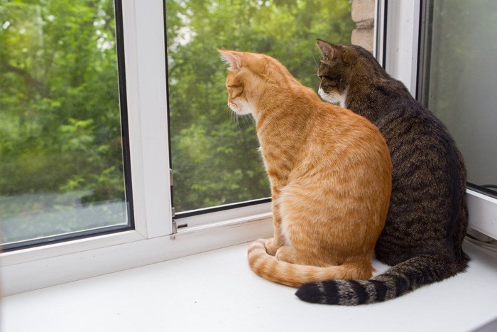 窓から外をのぞく猫たち